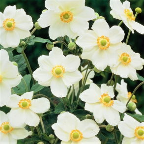 Anemone hybrida Andrea Atkinson - H�stanemone