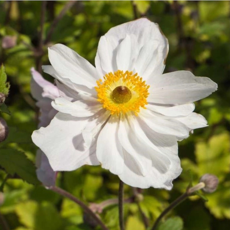 Anemone hybrida Dainty Swan - Hstanemone