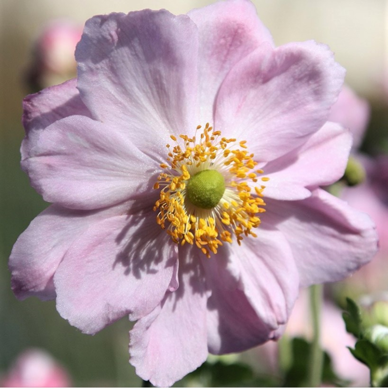 Anemone hybrida Kningen Charlotte - Hstanemone