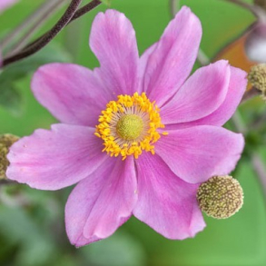 Anemone hybrida Pamina - H�stanemone 