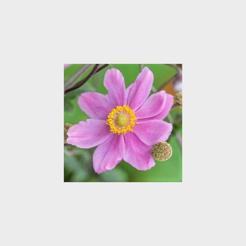 Anemone hybrida Pamina - H�stanemone 