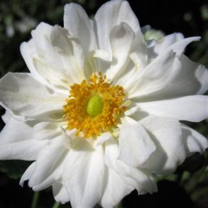 Anemone hybrida Whirlwind - H�stanemone 
