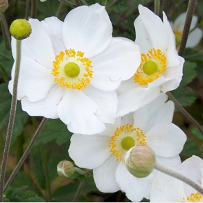Anemone japonica Honorine Jobert - H�stanemone