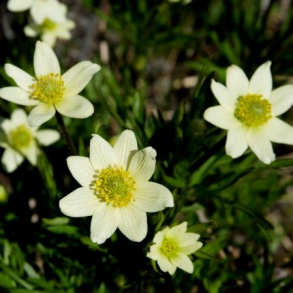 Anemone multifida Major - For�rsanemone