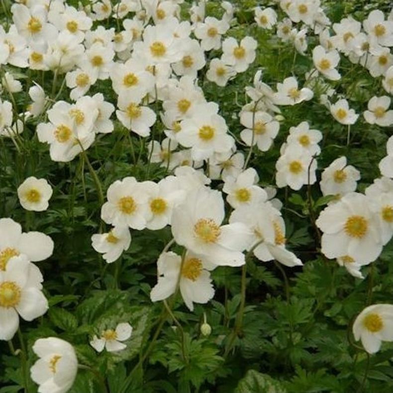 Anemone sylvestris - Sommeranemone