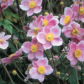 Anemone tomentosa Robustissima - Vild H�stanemone