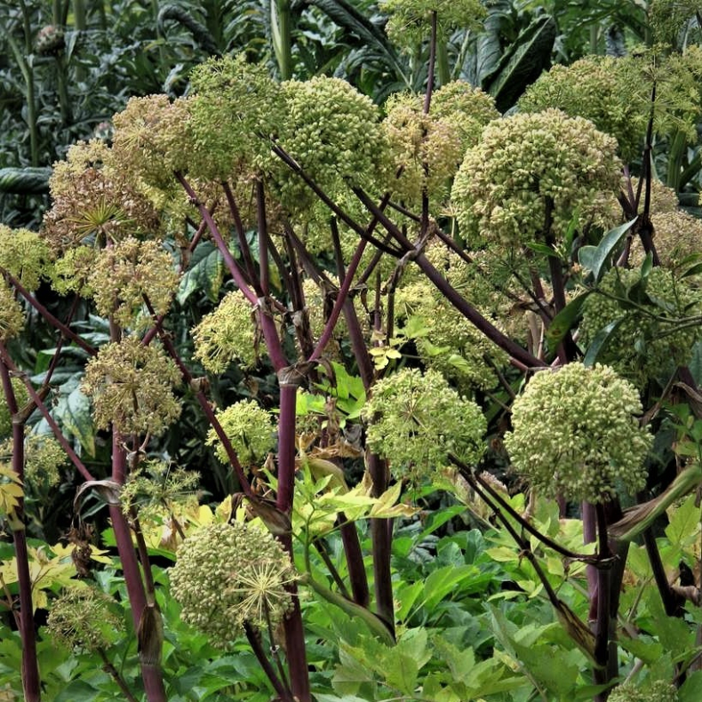 Angelica archangelica - Kvan -  Hjemmehrende