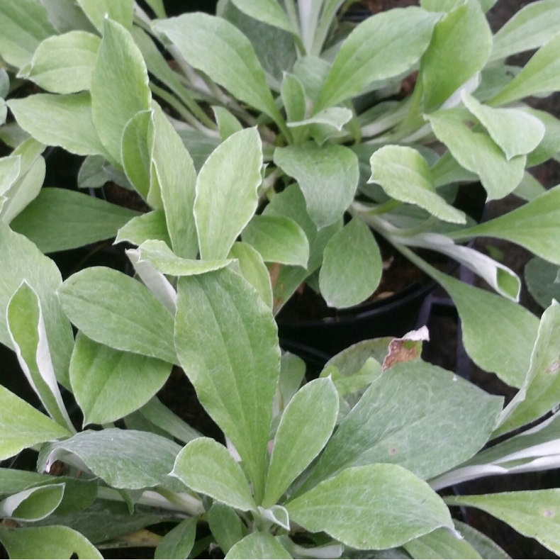 Antennaria plantagifolia - Kattefod Vejbredbladet