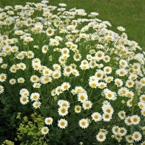  Anthemis hybrida Sauce Hollandaise - G�seurt