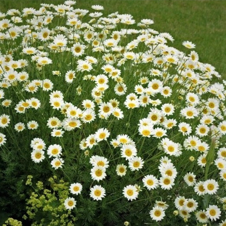  Anthemis hybrida Sauce Hollandaise - G�seurt