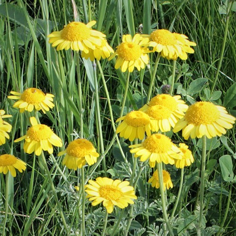 Anthemis tinctoria  - Farveg�seurt