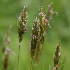 Anthoxanthum odoratum - Vellugtende Gulaks