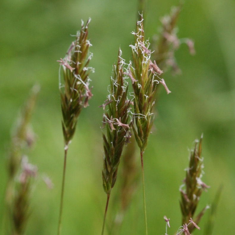 Anthoxanthum odoratum - Vellugtende Gulaks