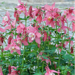 Aquilegia Biedermeier - Akeleje