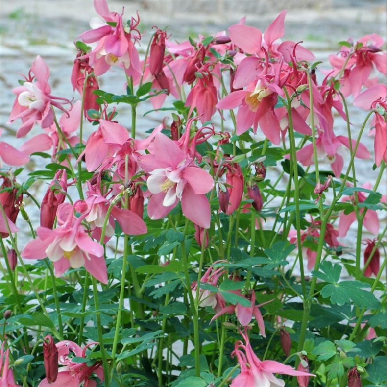 Aquilegia Biedermeier - Akeleje