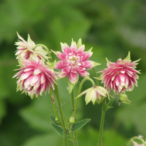 Aquilegia Nora Barlow - Akeleje