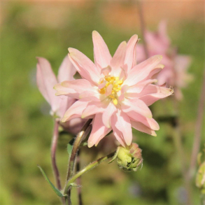 Aquilegia vulgaris Rose Barlow - Akeleje