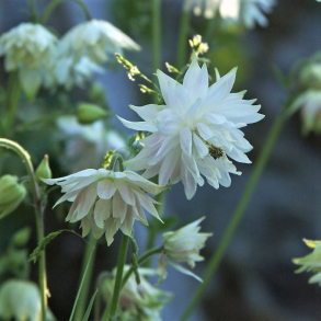 Aquilegia vulgaris Green Apples - Akeleje
