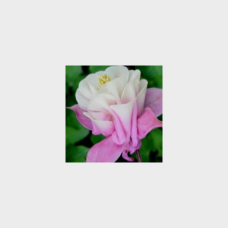 Aquilegia Winky Double Rose-White - Akeleje