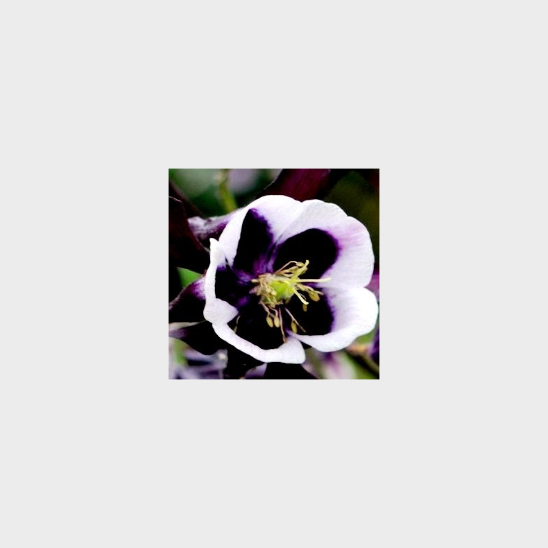 Aquilegia  vulgaris William Guiness - Akeleje
