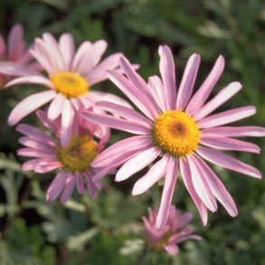 Arctanthemum arcticum Roseum - Gr�nlandsk maguerit 