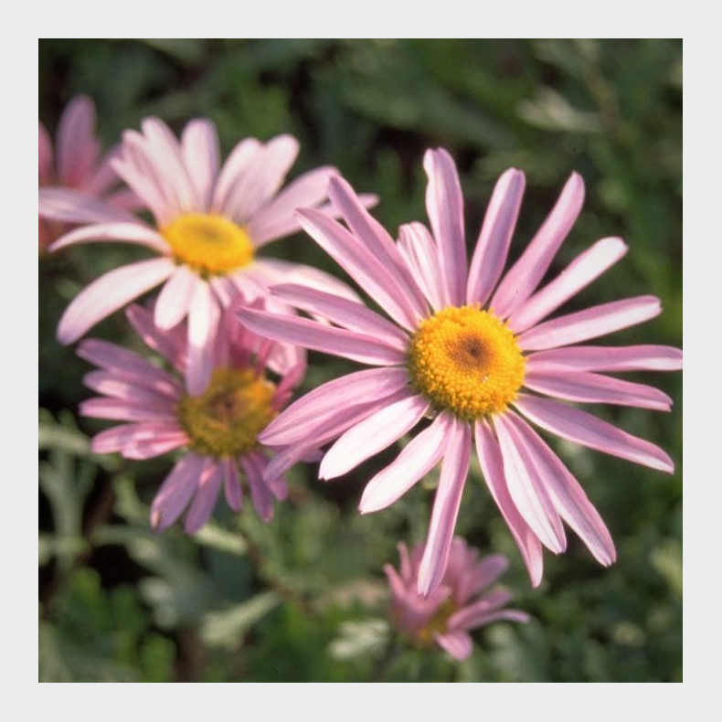 Arctanthemum arcticum Roseum - Grnlandsk maguerit 