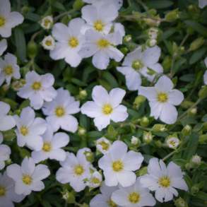 Arenaria montana - Sandv�ner