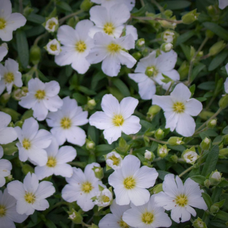 Arenaria montana - Sandv�ner