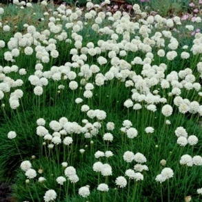Armeria maritima Alba - Engelsk gr�s 