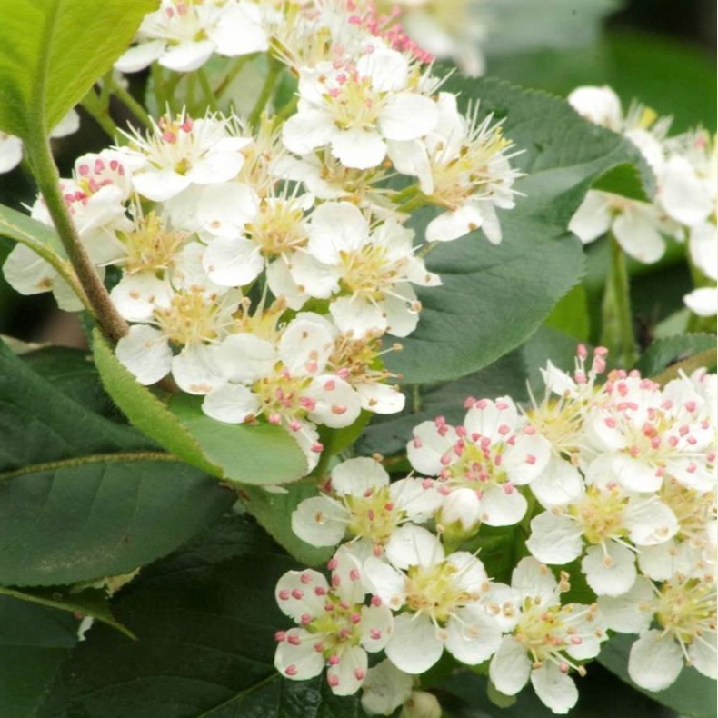 Aronia prunifolia Viking - Storfrugtet Surb�r