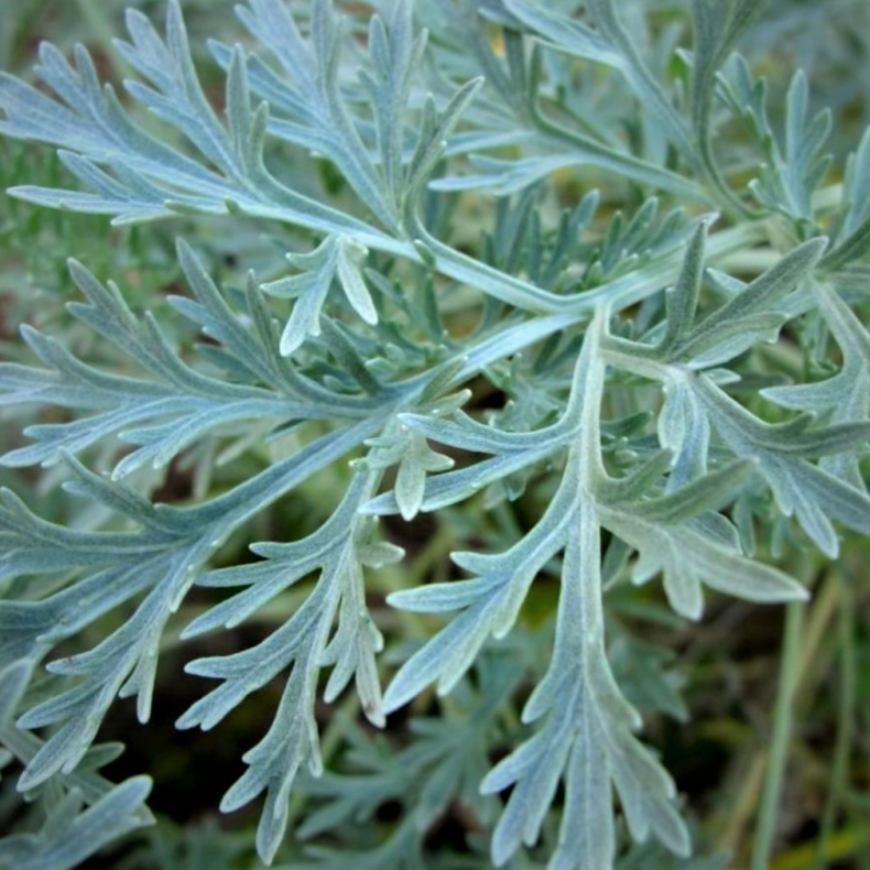 Artemisia absinthium - Have malurt