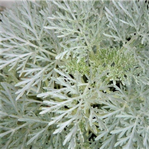 Artemisia Powis Castle - S�lvbynke