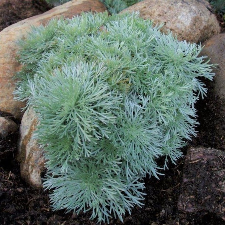 Artemisia schmidtiana Nana - Krybende slvbynke
