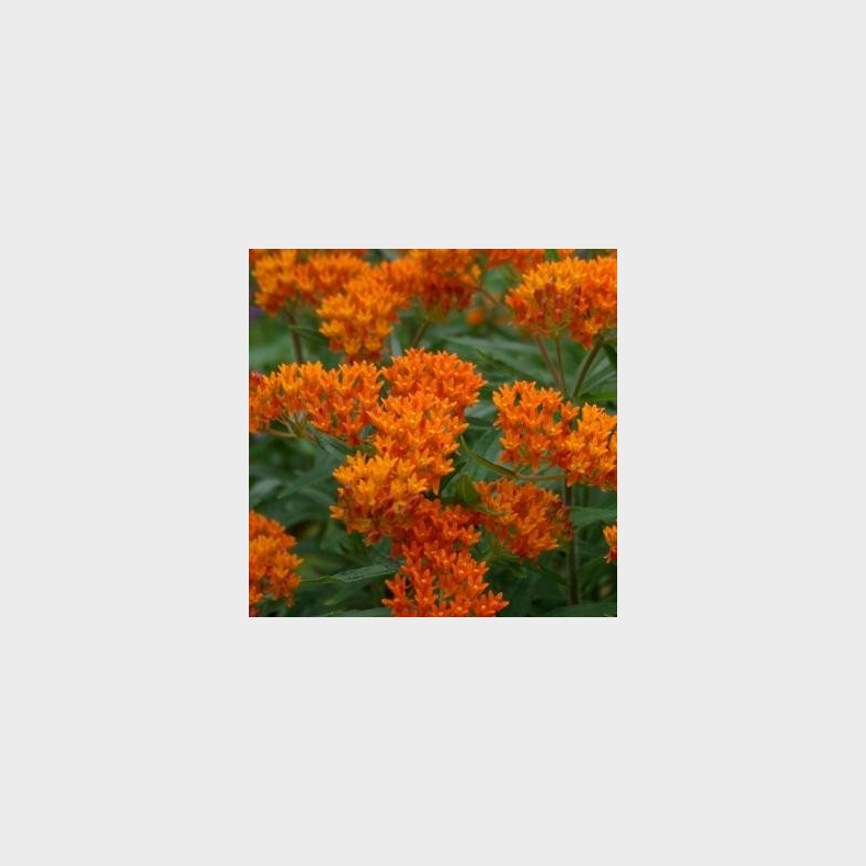 Asclepias tuberosa - Orange-silkeplante 