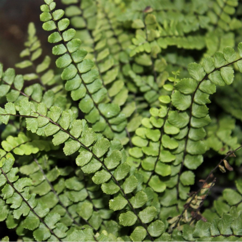 Asplenium trichomanes - Rundfinnet radel�v