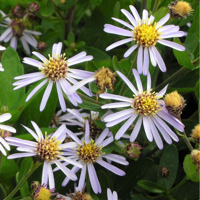 Aster ageratoides Adustus Nanus - Japansk asters 