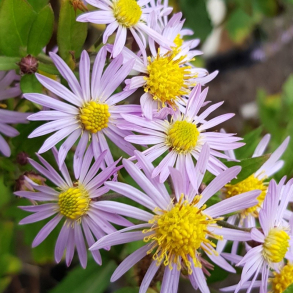Aster ageratoides Asran - Japansk asters