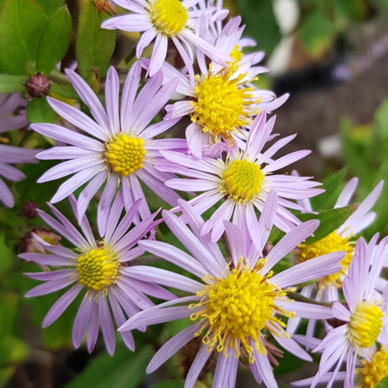 Aster ageratoides Asran - Japansk asters