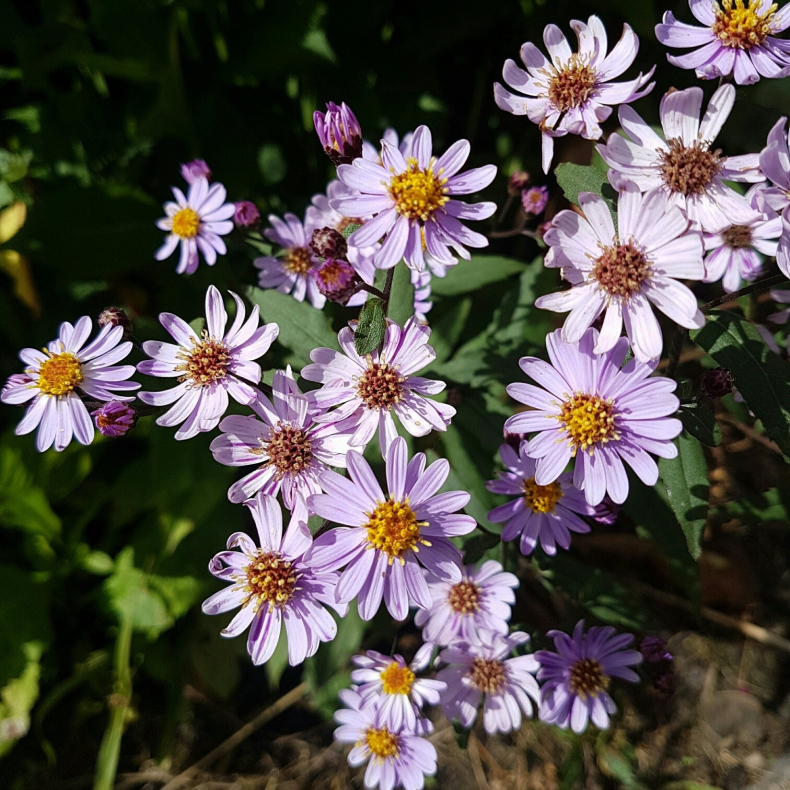 Aster ageratoides Harry Smith - Japansk Asters