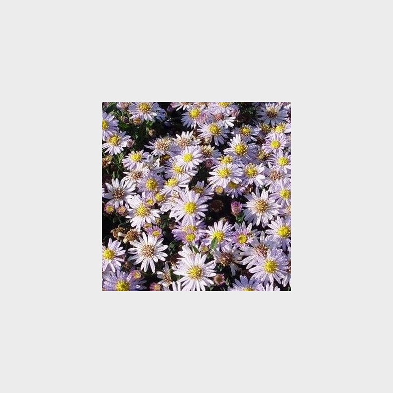 Aster ageratoides Stardust | Japansk asters