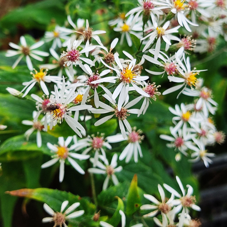 Aster divaricatus Eastern Star - Skovasters
