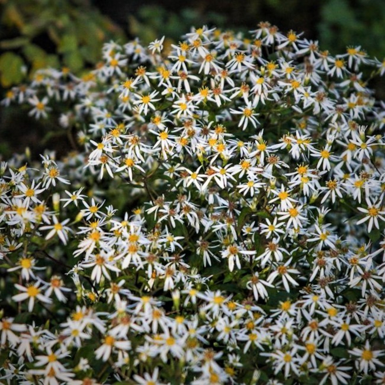 Aster divaricatus Tradescant - Asters