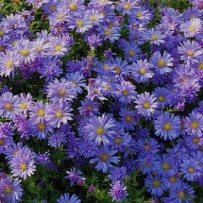 Aster dumosus Mittelmeer - Pudeaster