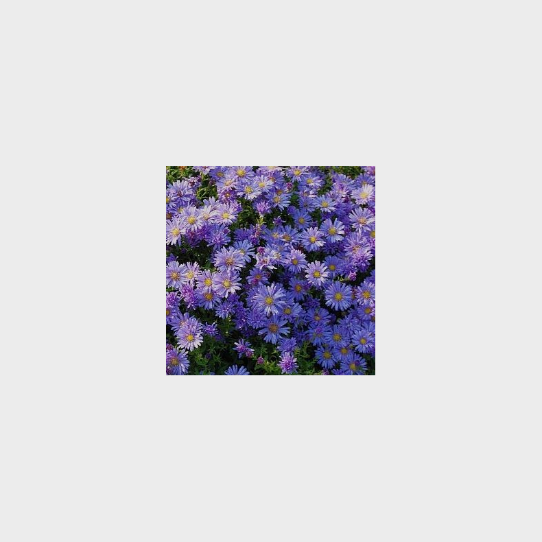 Aster dumosus Mittelmeer - Pudeaster