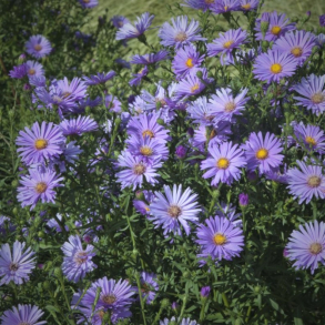 Aster ericoides Blue Wonder - Lyng-asters