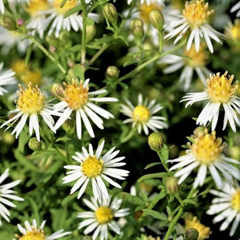 Aster ericoides Golden Spray - Lyng asters hedeasters