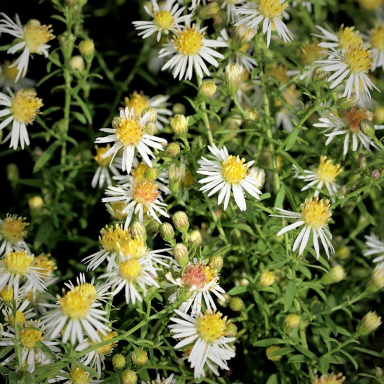 Aster ericoides Herbstmyrthe - Lyngasters