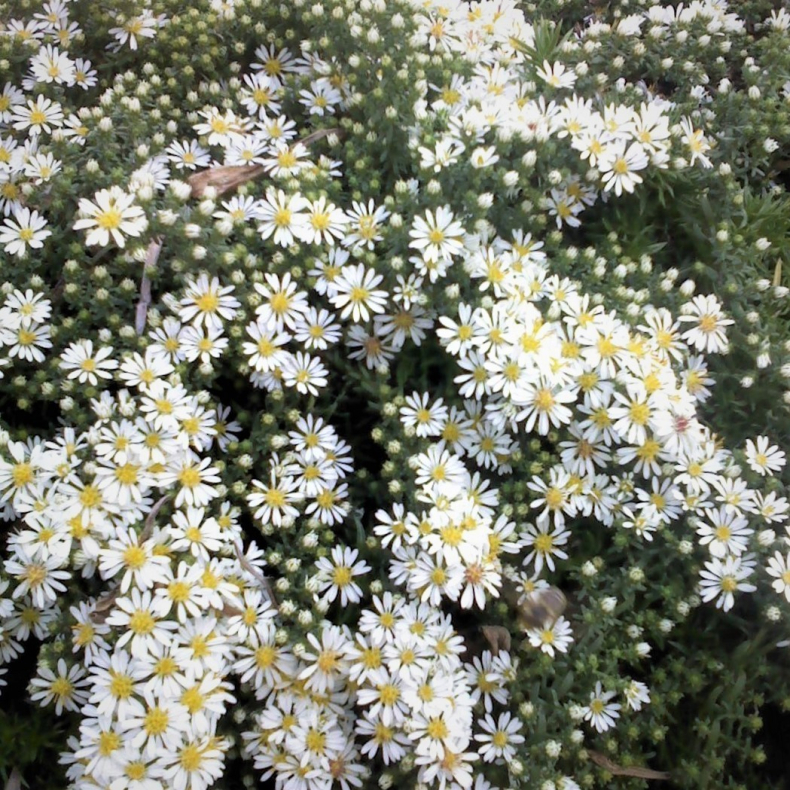 Aster ericoides Prostratum - Lyngasters