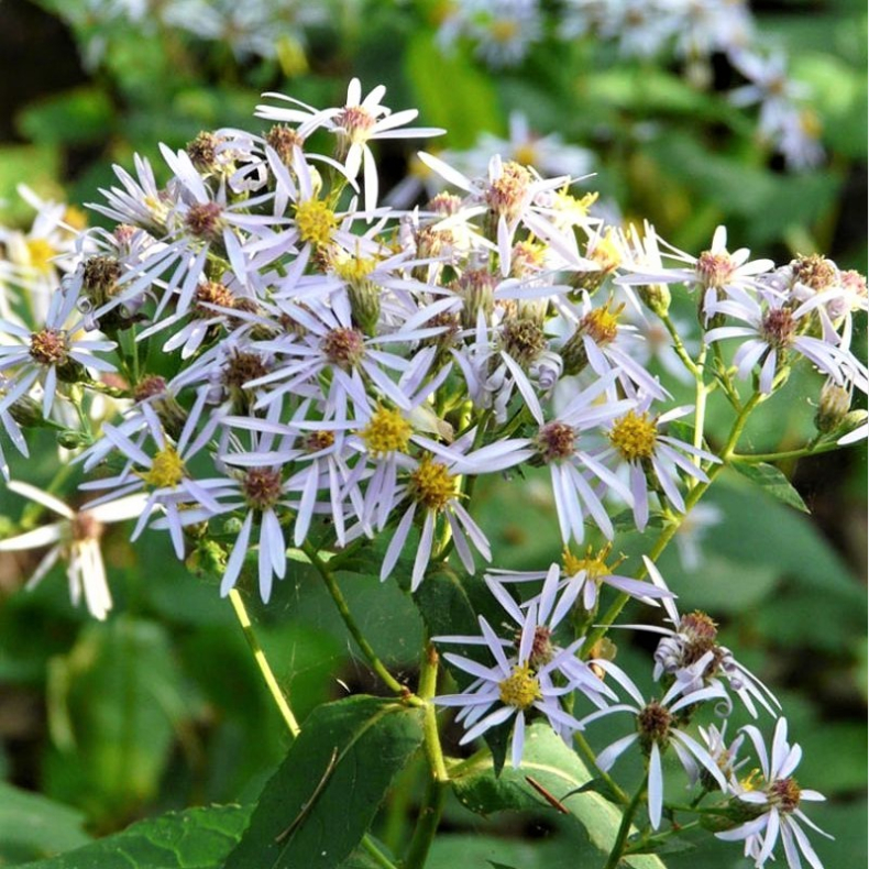 Aster macrophyllus - Storbladet Asters