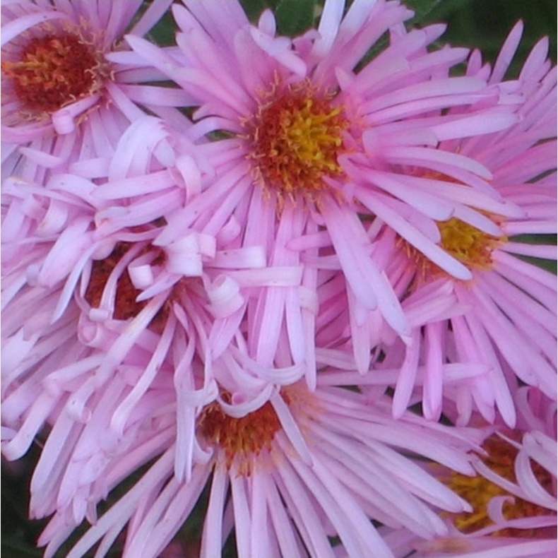 Aster novae-angliae Rudelsburg - Nyengelsk asters